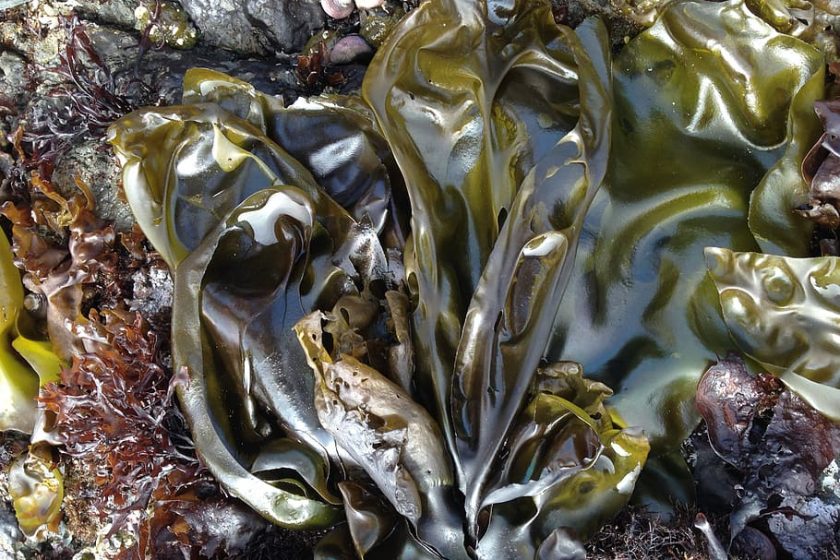 Alga Dulse – El alga para la nutrición más completa